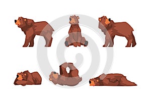 Set of brown bear in different poses. Wild forest mammal animal cartoon vector illustration