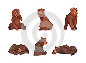 Set of brown bear in different poses. Wild forest sitting, standing and sleeping mammal animal cartoon vector