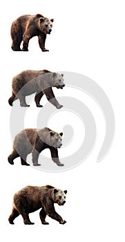 Set of brown bear over white background.