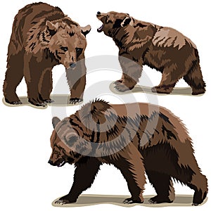 Set of brown bears