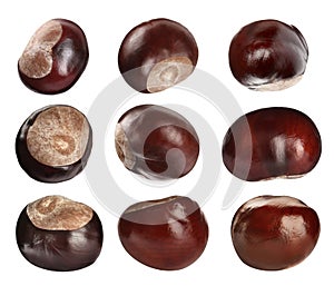 Set of brown horse chestnuts isolated on white