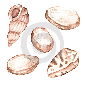 A set of brown shells and pebbles. Watercolor illustration. Isolated on a white background.