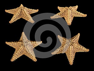 Set of brown starfish isolated on black background. Close-up