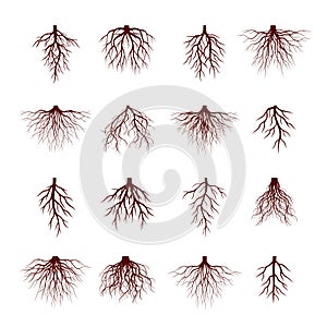 Set of Brown Tree Roots. Vector Illustration