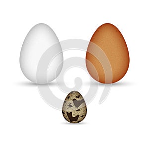 Set of brown and white chicken eggs and quail egg speckled isolated on white background realistic vector clipart