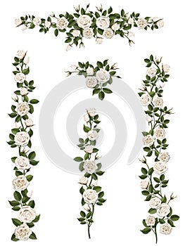 Set brushes flowers climbing white roses