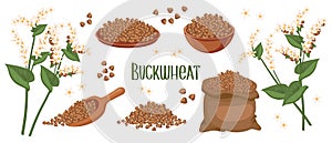 Set of buckwheat grains and spikelets. Buckwheat plant, buckwheat grains in a plate, spoon and bag. Agriculture, food icons