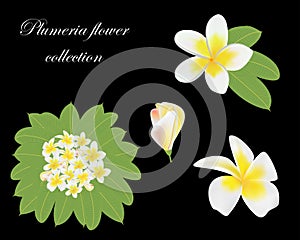 Set bud, flowers, leaf and branch of plumeria on black background