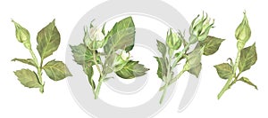 Set of buds of white roses. Small bouquets, boutonnieres, posy. Watercolor illustration. Isolated on a white background