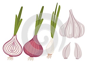 Set of bulb red onion and garlic with green stem spicy edible root vector illustration isolated on white background