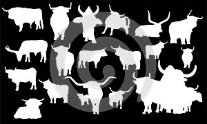 Set of bull silhouette. Vector illustration on a white background. silhouettes of bulls in different positions. eps 10