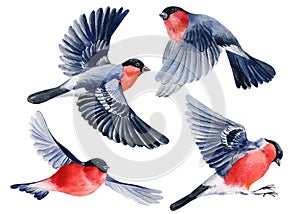 Set of bullfinches on white background, watercolor drawing flying birds. Winter illustration. Bullfinch
