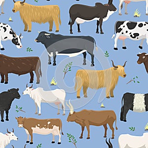 Set of bulls and cows farm animal cattle mammal nature beef agriculture and domestic rural bovine horned cartoon buffalo