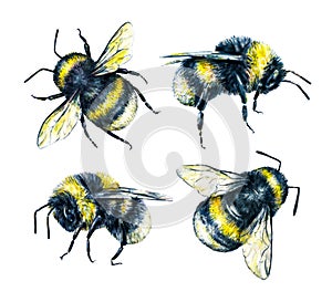 Set of bumblebees on a white background. Watercolor drawing. Insects art. Handwork photo