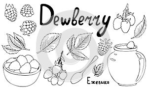 Set of bunches and berries of dewberry. Contour vector graphics. Isolated sketch on a white background. Summer season. Idea for