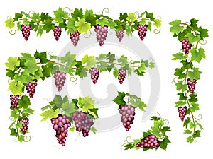 Set of bunches red grapes