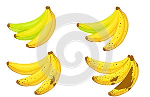 A set of bundles of bananas - green and non-empty bananas and mature and overripe bananas.