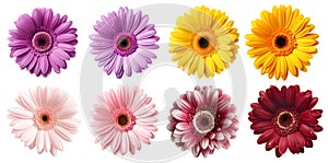set of burgundy purple violet yellow peach pink stalk of Gerber Gerbera Daisy daisies flower top view on transparent, PNG