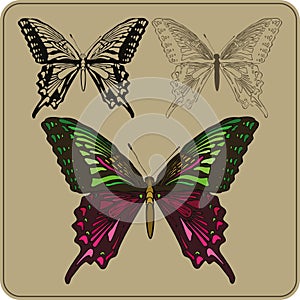 Set of butterflies, hand-drawing. Vector illustration