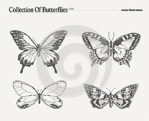 Set of butterflies, realistic drawing, sketch