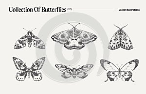 Set of butterflies, realistic drawing, sketch