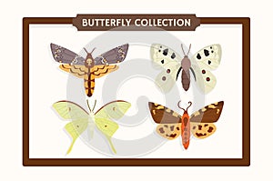 Set of butterflies vector concept