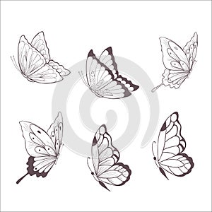 Set of Butterflies. Vector Illustration.