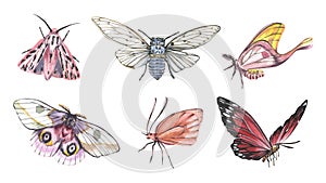 Set butterfly and cicada realistic isolated on white background. Watercolor hand drawn realistic llustration for design