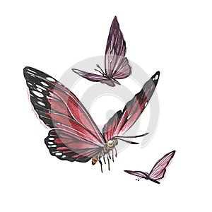 Set butterfly with detailed wings isolated on white background. Watercolor hand drawn realistic llustration for design