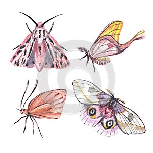 Set butterfly with detailed wings isolated on white background. Watercolor hand drawn realistic llustration for design