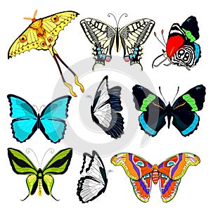 Set butterfly Ornithoptera paradisea, wings bird paradise, bl photo