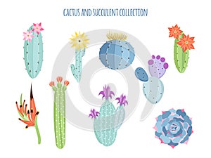 Set of cacti and succulents