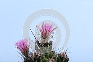 Set of cactus flowers on neon background. Pink Cactus Blossom. Minimal creative stillife.