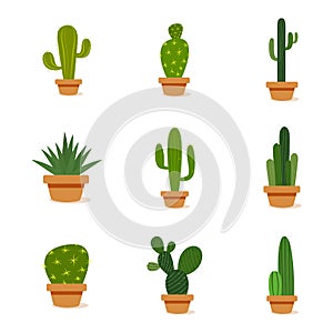 Set of cactus in a potplants