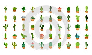 Set of cactus in a potplants