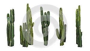 Set of cactus real plants isolated on white background