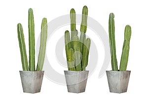 Set of Cactus in square cement pot isolated on white background
