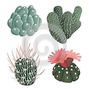 Set of cactuses, hand drawn vector illustration