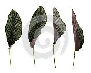 Set of Calathea ornata leaves(Pin-stripe Calathea) isolate on white background.