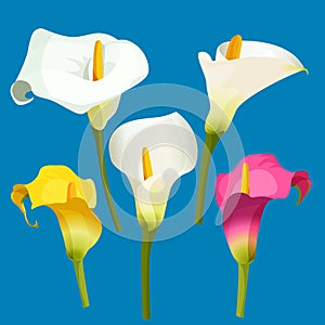 Set of calla lily in white, pink and yellow color.