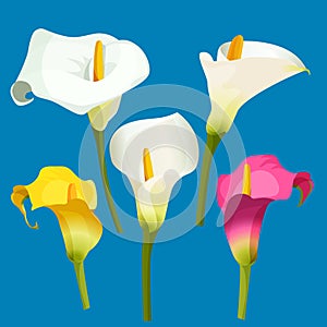 Set of calla lily in white, pink and yellow color. photo