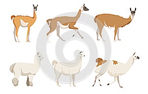 Set of camelids South America in a cartoon style. Vector illustration of herbivorous animals isolated on white