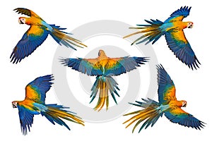 Set of Camelot macaw flying isolated on white background.