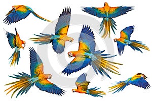 Set of Camelot Macaw parrots flying isolated on white background.
