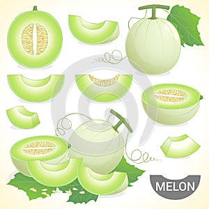 Set of cantaloupe honeydew honey melon fruit