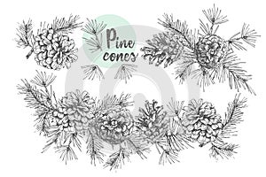 Set card template with pattern realistic botanical ink sketch of fir tree branches with pine cone on white background