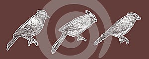 Set of Cardinal Birds, hand draw sketch vector