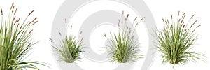 Set of carex brunnea plant with selective focus closeup, isolated on white background. 3D render.