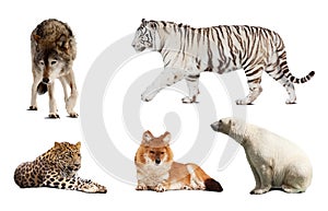 Set of Carnivora mammal