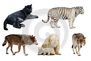 Set of Carnivora mammal. Isolated over white